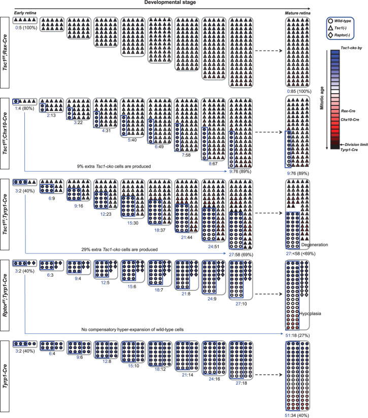 Figure 4—figure supplement 4.