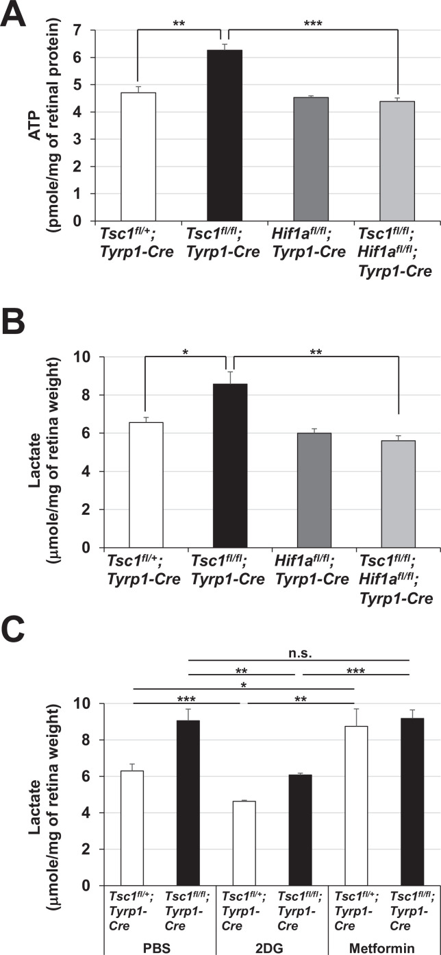 Figure 7—figure supplement 1.