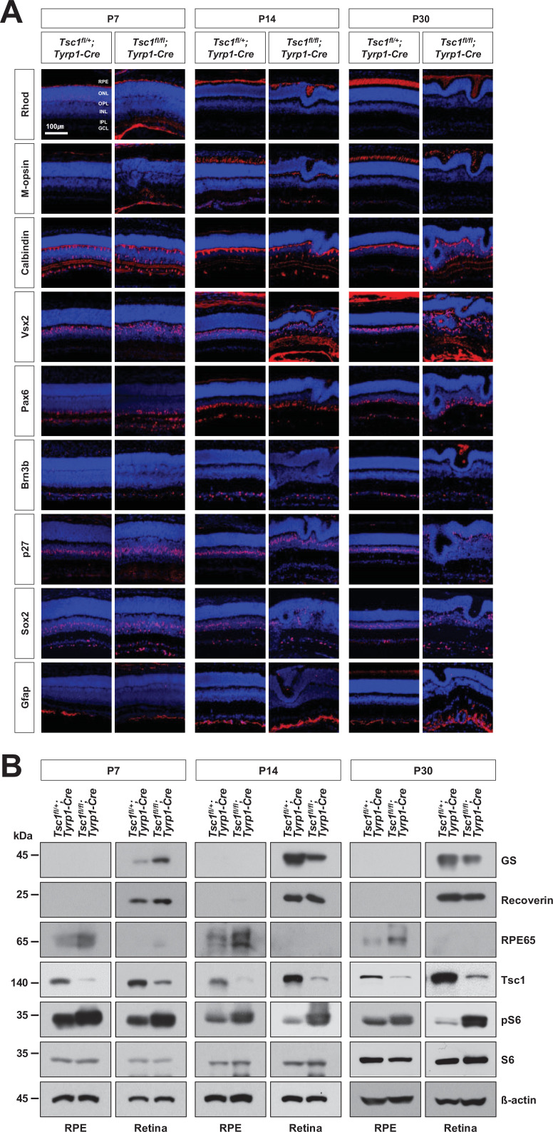 Figure 1—figure supplement 2.