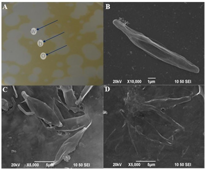 FIGURE 3