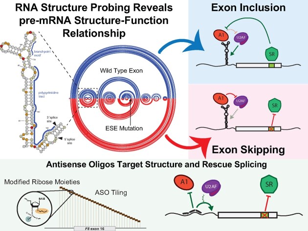 Graphical Abstract