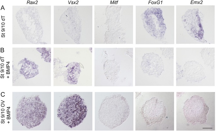 Fig. 6.