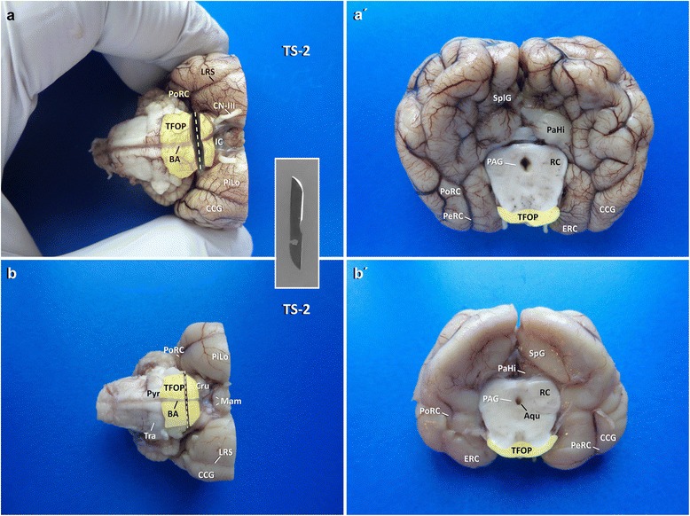 Fig. 5