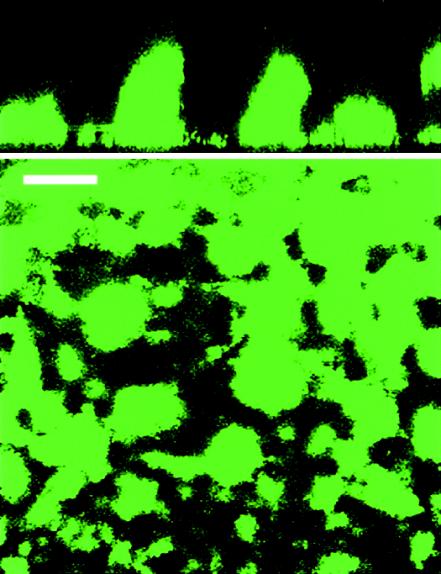 FIG. 6.