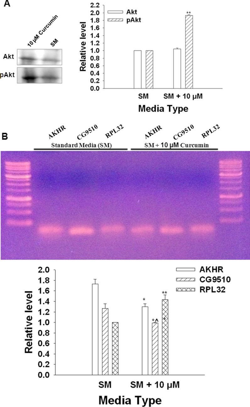 Fig. 10