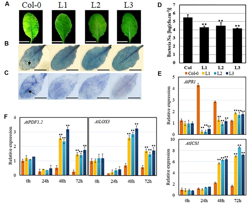 FIGURE 4