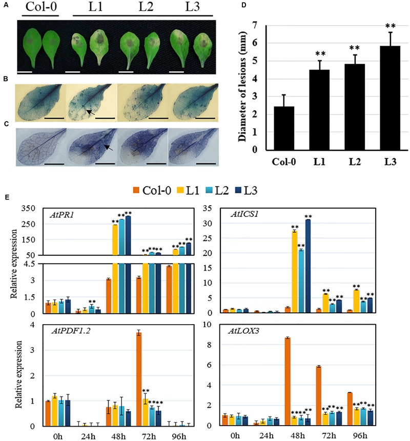 FIGURE 3