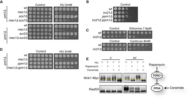 Figure 6