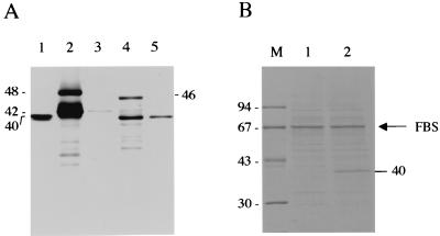 FIG. 1