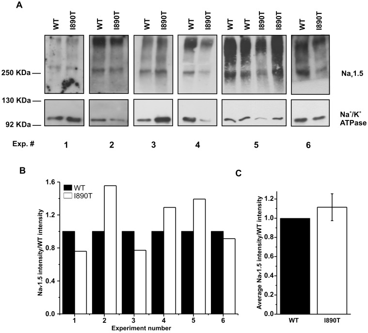 Figure 5