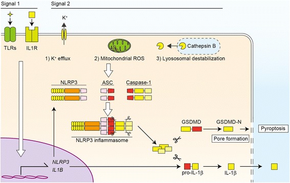 Fig. 2