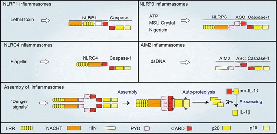 Fig. 1