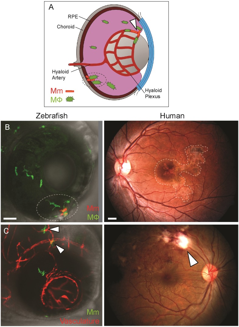 Fig 3