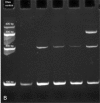 Figure 1B