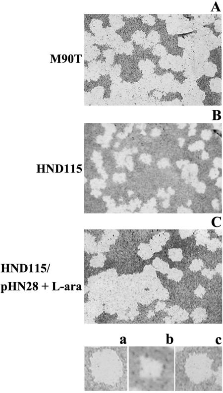 FIG. 2.