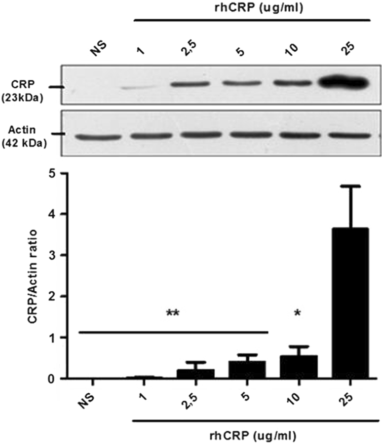 Fig. 1