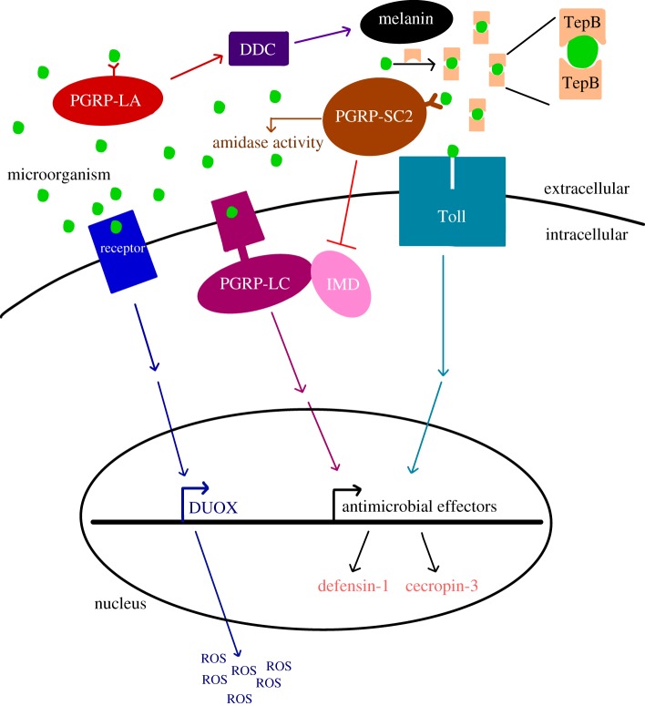 Figure 1.