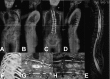 Fig. 2 A-H
