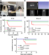 Figure 1. Positioning of the mouse for the irradiation of the head and neck region with S-PRT or F-PRT and CT scan using SARRP. A, An anesthetized mouse was positioned on the stage for CT using SARRP on rails followed by irradiation with S-PRT/F-PRT. B, CBCT in the prone position of an anesthetized mouse. Kaplan–Meier plot of survival following irradiation in the head and neck region of female C57BL/6 mice with 16 Gy (C) and 8Gy × 3 (D) and irradiation in the head and neck region of male C57BL/6 mice with 16 Gy (E) of proton radiation; n = 22, n = 15, and n = 15, respectively, comparisons of risk of death used a log-rank test. Events recorded mortality or euthanasia if they demonstrated signs of distress, were moribund, or if their weight decreased by 20% of the initial body weight.