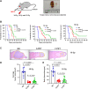 Figure 6. F-PRT increases overall survival in an orthotopic head and neck tumor model. A, Schematic representation of the orthotopic tongue tumor implantation with MOC2 cell line. B, Kaplan–Meier survival curve following a dose-escalation study of irradiated mice with orthotopic tongue tumors with 14, 16, and 18 Gy of S-PRT and F-PRT; n = 15, survival compared using a log-rank test. Events recorded mortality or euthanasia if they demonstrated signs of distress, were moribund, or if their weight decreased by 20% of the initial body weight. C, Representative images of H&E-stained longitudinal sections of the tongue with tumors harvested 15 days after implantation in mice, showing the area of tumor in the tongue tissues in the unirradiated or irradiated with S-PRT/F-PRT. The yellow dotted line in the representative images represents the tumor area, and the red dotted line represents the necrotic area. D and E, Blinded evaluation of average tumor area and the ratio of tumor to the tongue area; NR (n = 10), S-PRT (n = 15), and F-PRT (n = 15), means compared using Welch t test.