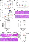 Figure 2. F-PRT reduces hyposalivation and preserves salivary gland tissues compared with S-PRT. Estimation of saliva flow following 14 Gy (A), 16 Gy (B), and hypofractionated dose of 8 Gy × 3 (C) of proton irradiation. Saliva was collected at several timepoints from each animal following irradiation with S-PRT/F-PRT. Mean saliva weights and differences between means from different groups were estimated using a mixed effect model to account for correlations between repeated measures on the same animal (n = 10 per group), “*” (0.01 < P ≤ 0.05), “**” (0.001 < P ≤ 0.01), and “***” (P ≤ 0.001). The statistically significant comparisons are for F-PRT versus S-PRT. D and E, Representative H&E images of salivary gland tissues elucidating individual cell death and increased mitoses respectively. 400X magnification, scale bar, 20 μm. The black arrow in the images represents cell death and the yellow arrow represents mitoses. F and G, Blinded evaluation of individual cell death and increased mitoses score respectively in salivary glands H&E-stained slides 14 days after irradiation with 16 Gy of PRT. NR, n = 4; S-PRT and F-PRT, n = 5, difference between groups assessed by Mann–Whitney test based on histopathology scoring. H, Representative H&E images of salivary gland tissues annotating salivary gland tissue atrophy. 4X and 40X magnification, scale bar, 200 μm and 20 μm, respectively. I, Blinded quantification of salivary gland atrophy score in H&E-stained slides 60 days after irradiation with 16 Gy of PRT; n = 7, Mann–Whitney test was used on the basis of histopathology scoring to compare between the groups.