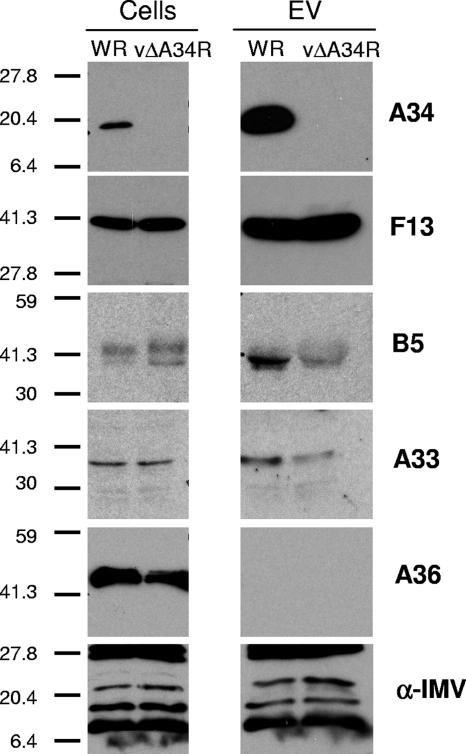 FIG. 8.