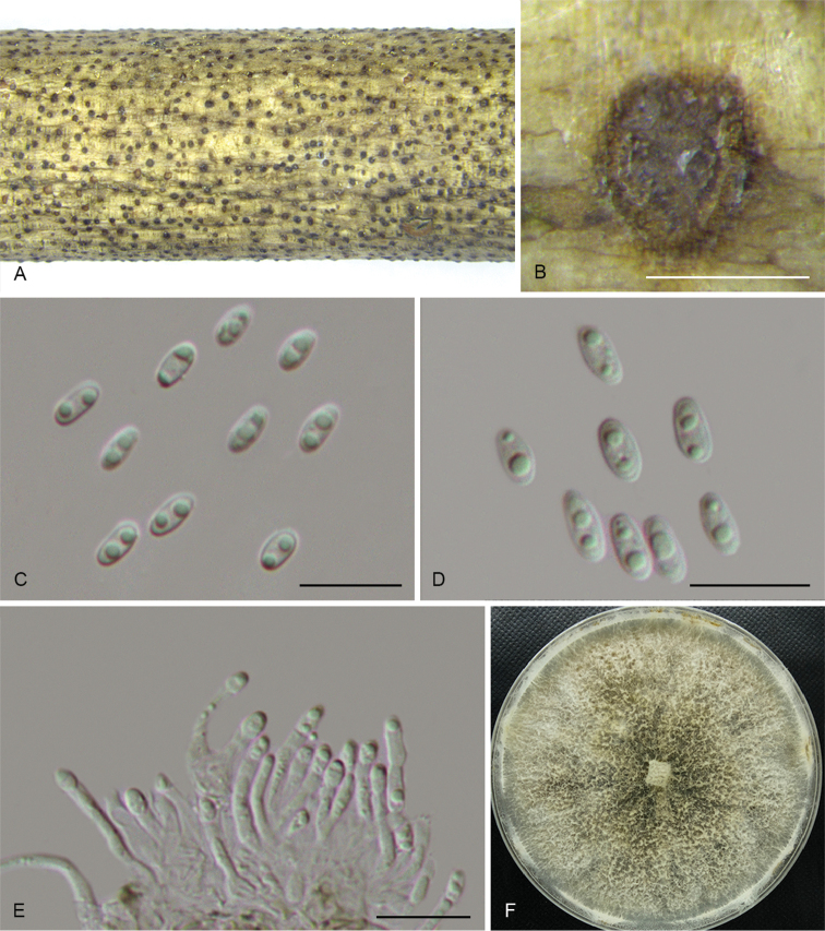 Figure 16.