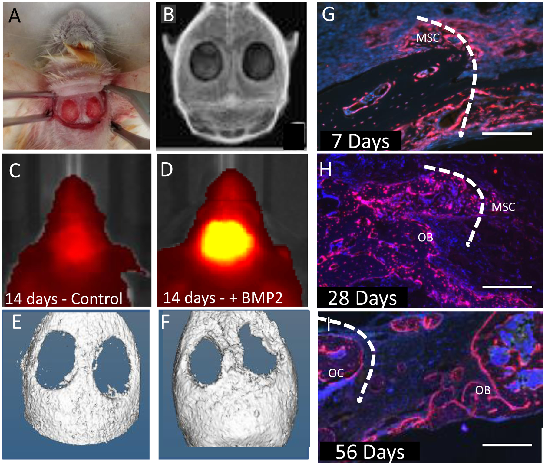 Figure 2: