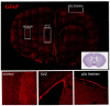 Fig. (1)