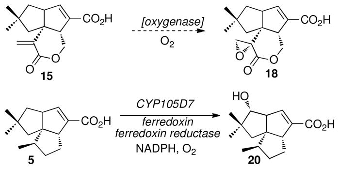 Scheme 5