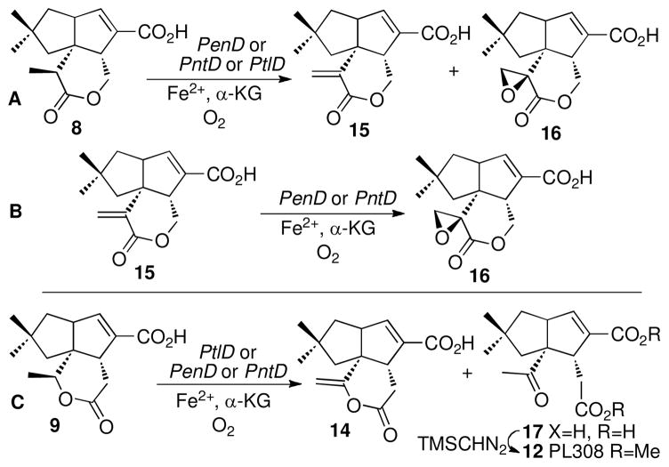 Scheme 3