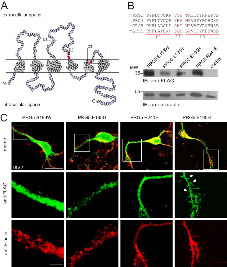 FIGURE 3.