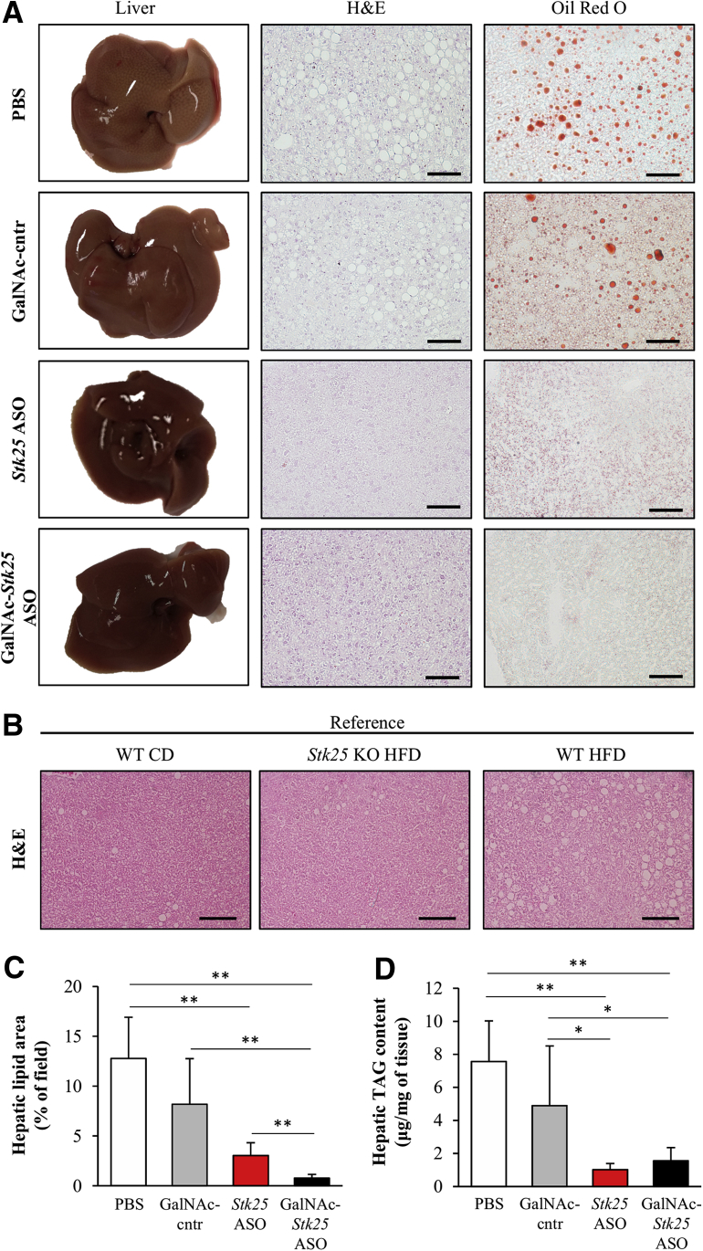 Figure 6