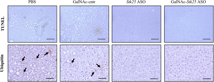 Figure 10