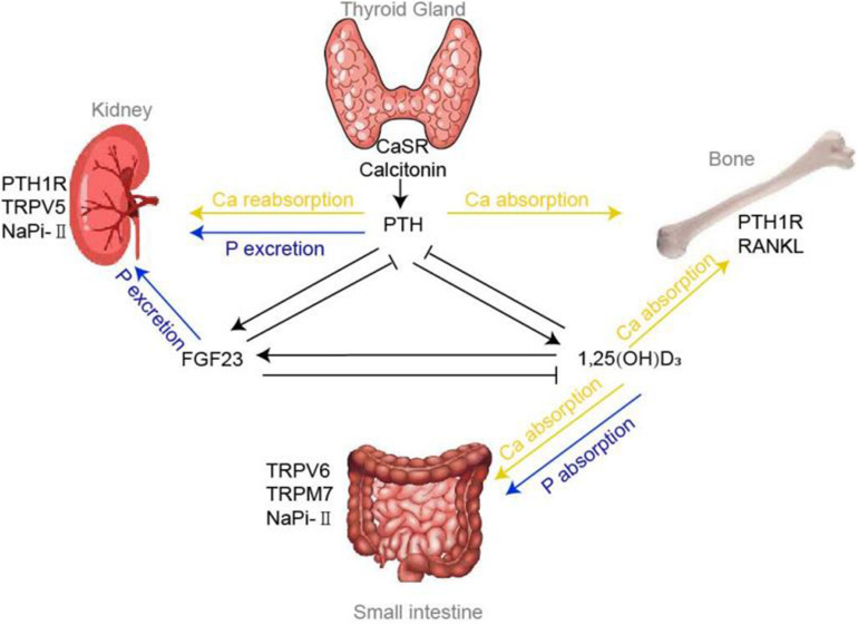 FIGURE 1