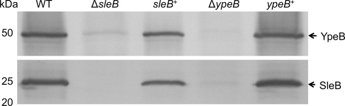 FIG 2