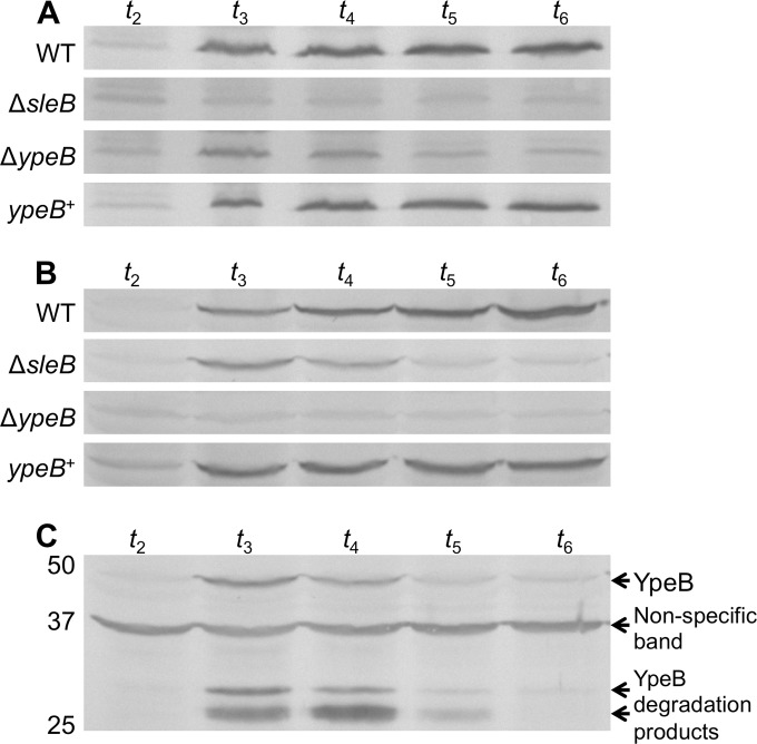 FIG 3