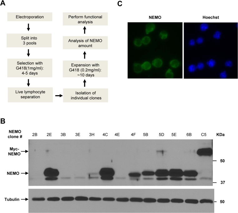 Fig 3