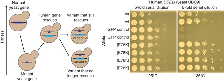 Figure 6—figure supplement 1.