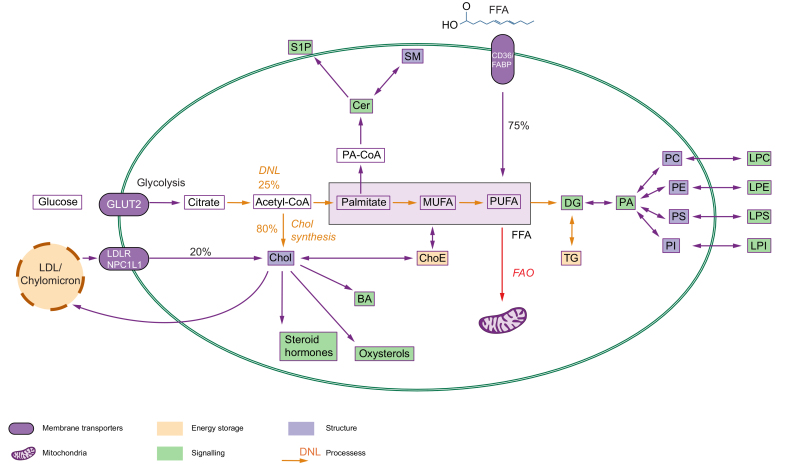 Fig. 1