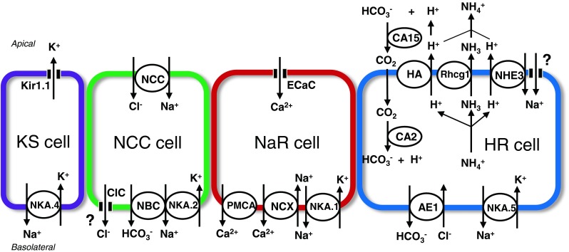 Fig. 1