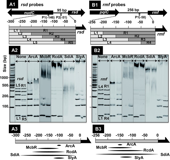 FIG 1