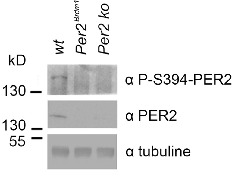 Figure 5—figure supplement 6.