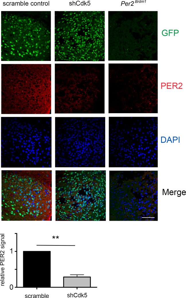 Figure 3—figure supplement 4.