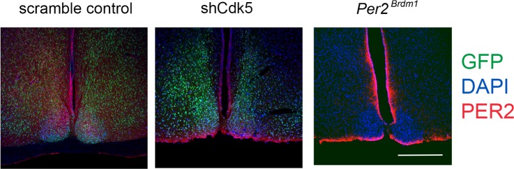 Figure 3—figure supplement 3.