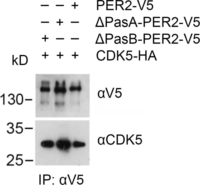 Figure 4—figure supplement 4.