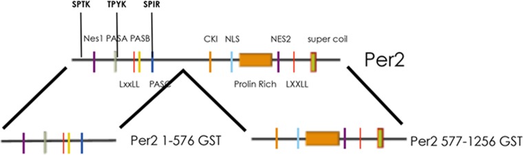 Figure 5—figure supplement 1.