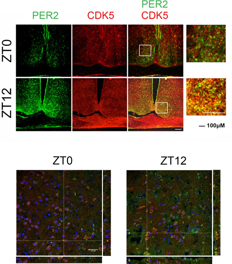 Figure 4—figure supplement 3.