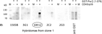 Figure 5—figure supplement 5.