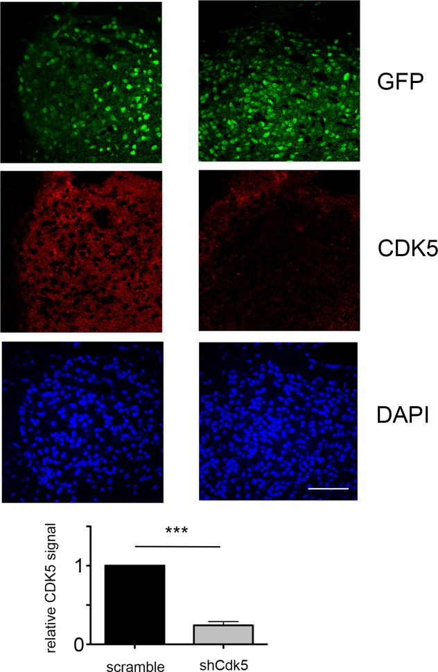 Figure 3—figure supplement 2.